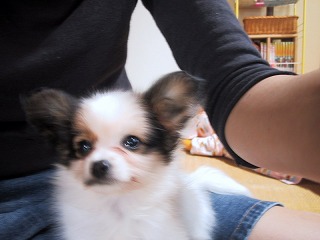 うちの愛犬ハナちゃんです★パピヨンなのだ！今は６歳になったのだ！